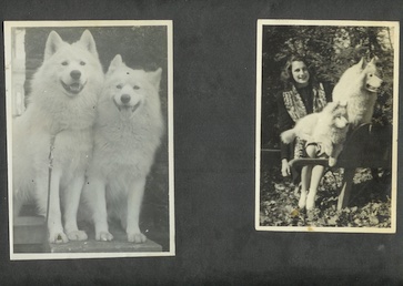 Snowland Kennels with (L) Ch. Nim and Sire (R) Ch. Siberian Nansen of Farningham of Snowland and Faith Harris Child with 2 Samoyeds. (Courtesy Rev. Gwyneth Arrison-Helen Harris Granddaughter)